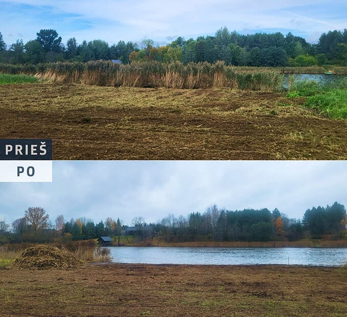 Nendrių pjovimas tvenkinyje